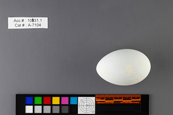 Nannopterum auritum single egg