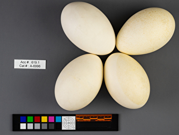 Branta canadensis  clutch