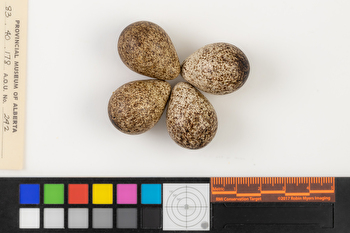 Calidris minutilla clutch