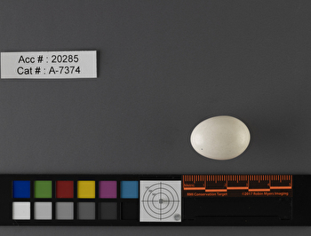 Dryobates villosus  single egg