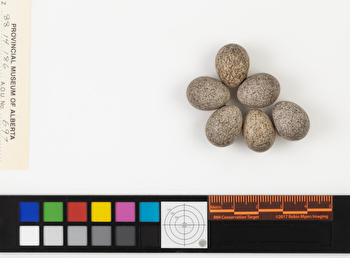 Anthus rubescens clutch