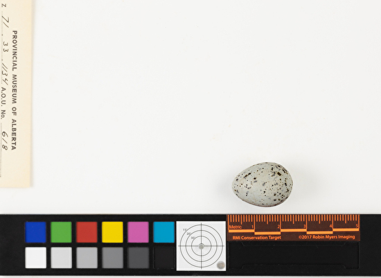 Bombycilla garrulus single egg