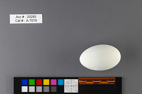 Podiceps grisegena  single egg