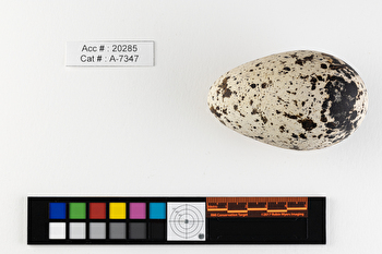 Alca torda  single egg