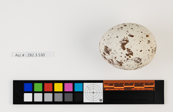 Buteo lagopus single egg