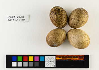 Falco columbarius  clutch