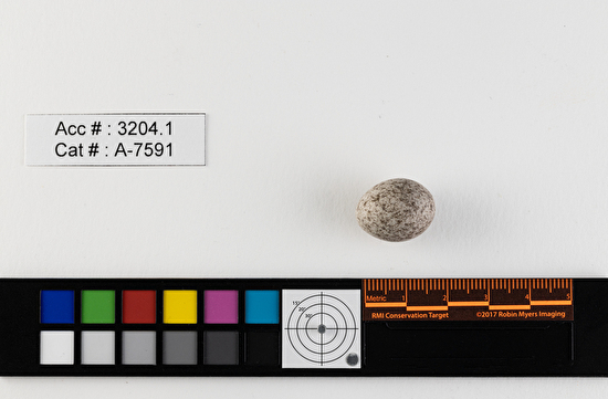 Anthus spragueii  single egg