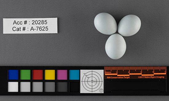 Calamospiza melanocorys  clutch