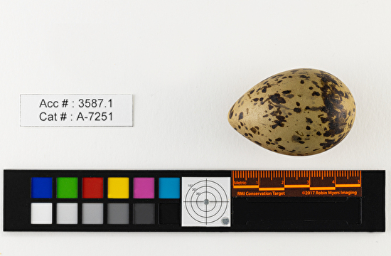 Chroicocephalus philadelphia  single egg