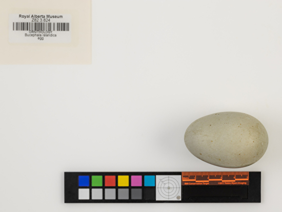 Bucephala islandica single egg