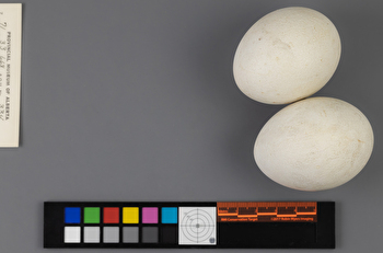 Accipiter gentilis clutch