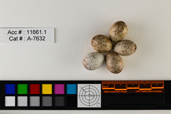 Ammospiza nelsoni  clutch