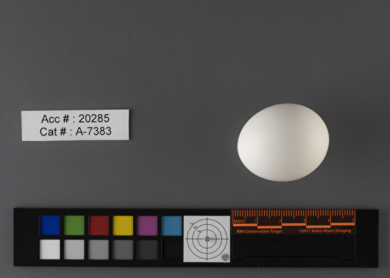 Asio flammeus  single egg