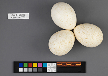 Meleagris gallopavo  clutch