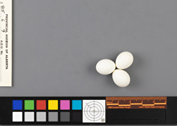 Empidonax hammondii clutch