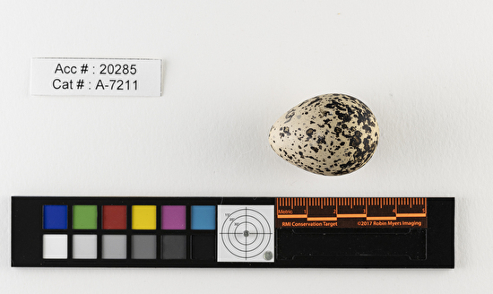 Charadrius vociferus  single egg