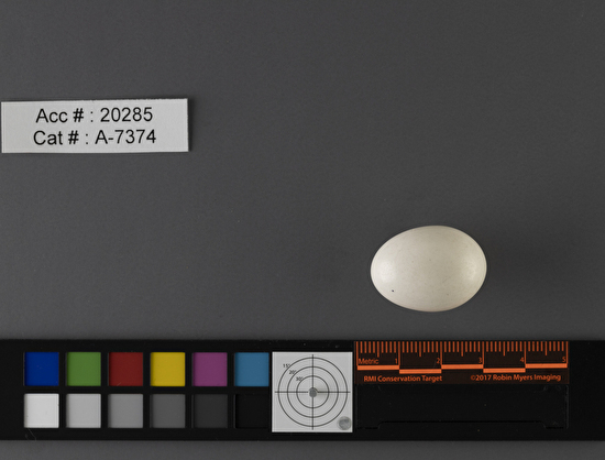 Dryobates villosus  single egg