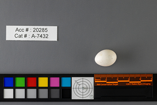 Sayornis saya  single egg