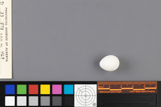 Empidonax oberholseri single egg