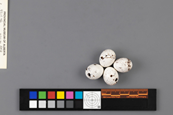 Chondestes grammacus clutch