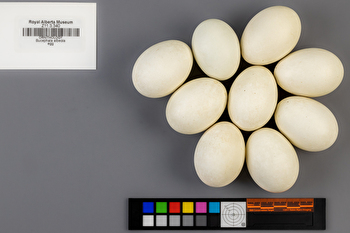 Bucephala albeola clutch