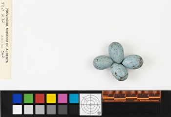 Spizella breweri clutch