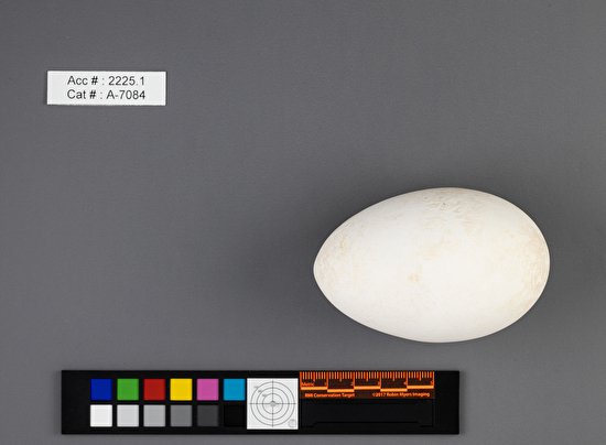 Pelecanus erythrorhynchos  single egg