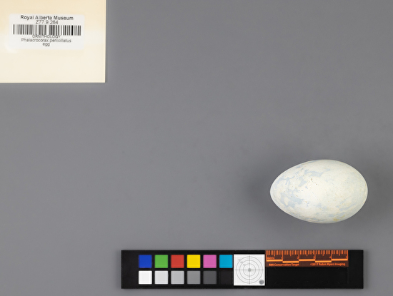 Urile penicillatus single egg