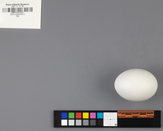 Bubo scandiacus single egg