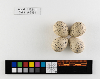 Charadrius melodus  clutch