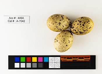 Canachites canadensis  clutch