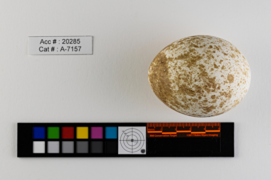 Aquila chrysaetos  single egg