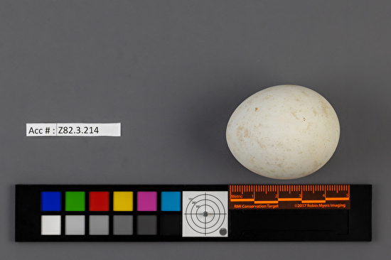 Accipiter cooperii single egg