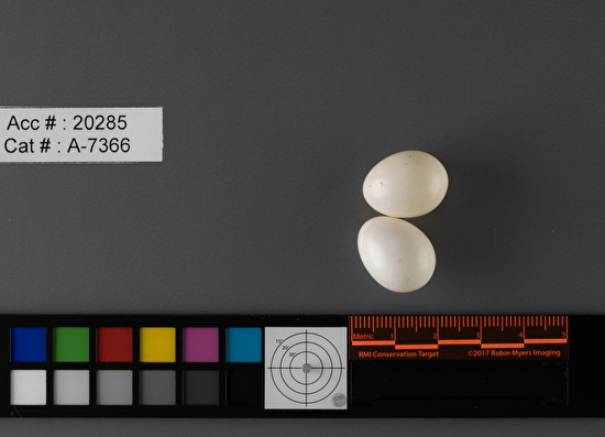 Dryobates pubescens  clutch