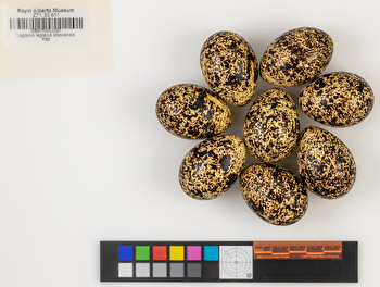 Lagopus lagopus clutch