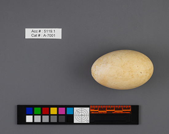 Anser rossii  single egg