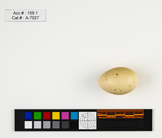 Bonasa umbellus  single egg