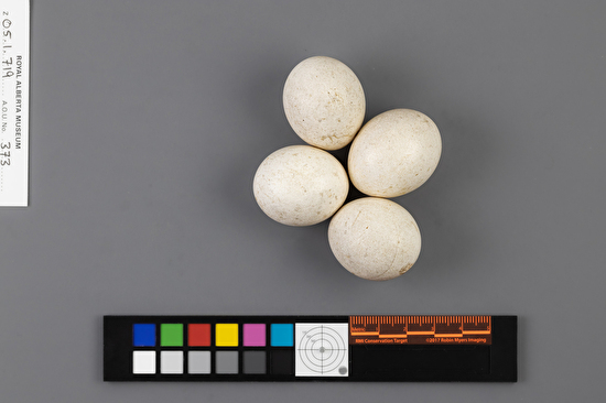 Megascops kennicottii clutch