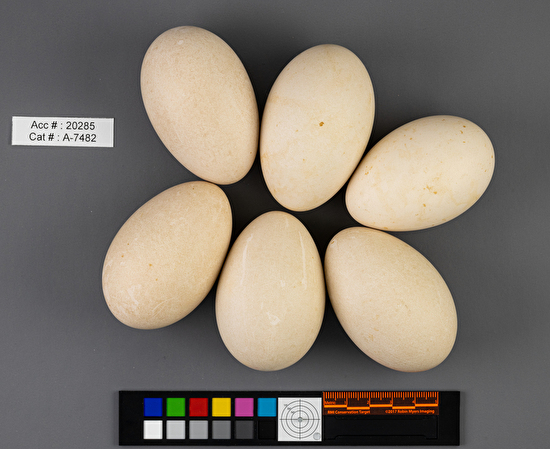 Melanitta deglandi  clutch