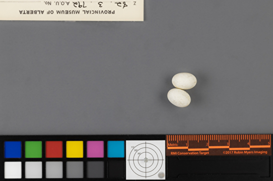 Selasphorus rufus clutch