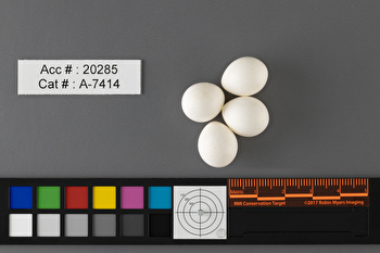 Empidonax minimus  clutch