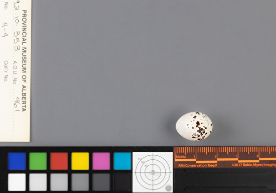 Contopus virens single egg