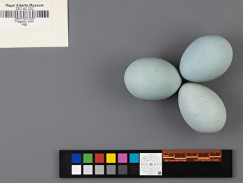 Plegadis chihi clutch