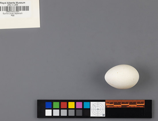 Surnia ulula single egg