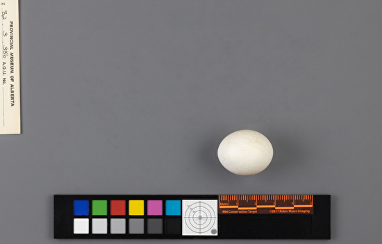 Aegolius acadicus single egg