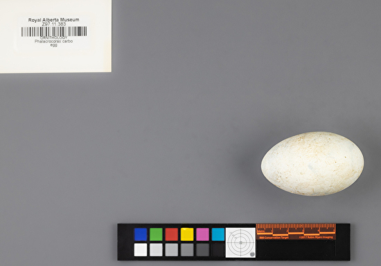 Phalacrocorax carbo single egg