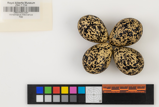 Himantopus mexicanus clutch