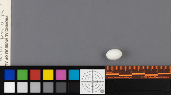 Archilochus colubris single egg