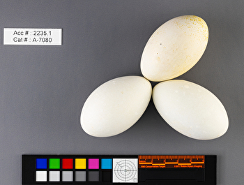 Aechmophorus occidentalis  clutch