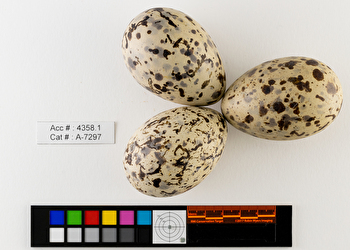 Larus californicus  clutch